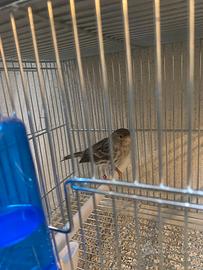 Canarina Agata topazio 2024