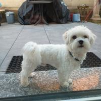 Maltese per accoppiamento