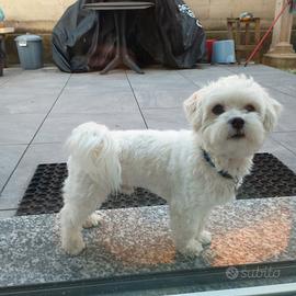 Maltese per accoppiamento
