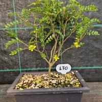Bonsai di Pepe Giapponese del Sichuan 170