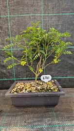 Bonsai di Pepe Giapponese del Sichuan 170