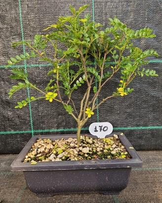 Bonsai di Pepe Giapponese del Sichuan 170