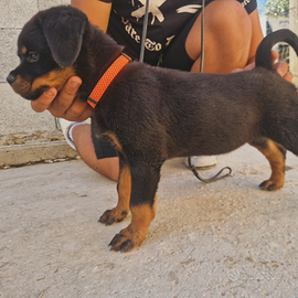 Cucciole rottweiler