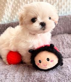 Cuccioli di maltese solo maschietti