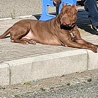 Pitbull Red nos per monte