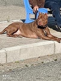 Pitbull Red nos per monte