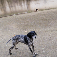 Cane da caccia e cane da compagnia