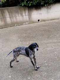 Cane da caccia e cane da compagnia