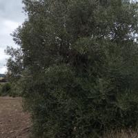 ulivo secolare 
