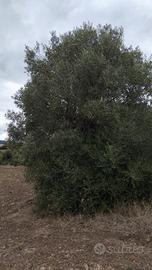 ulivo secolare 