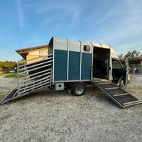 Iveco daily trasporto cavalli