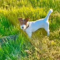 Cuccioli di jack russel in arrivo