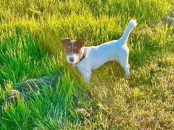 Cuccioli di jack russel in arrivo