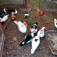 Anatra maschio colore bianco 20