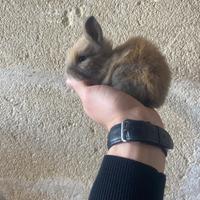 Conigli nani testa di leone