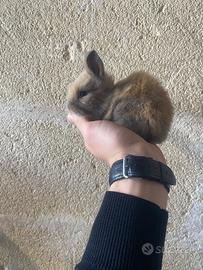 Conigli nani testa di leone