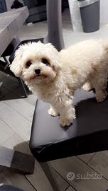 Maltipoo