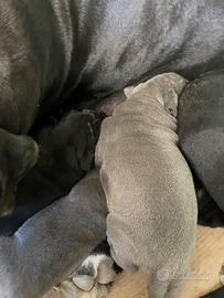 Cane corso cucciolo