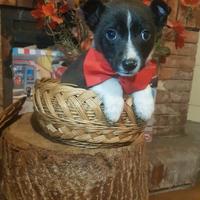 Cucciolo di due mesi a zamba corta mini piccolo