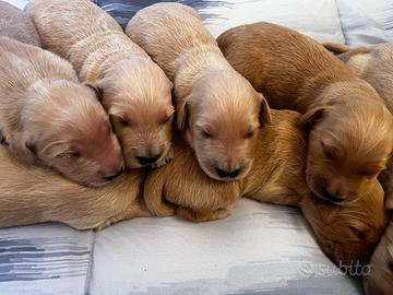 Goldendoodle