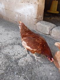 Galline