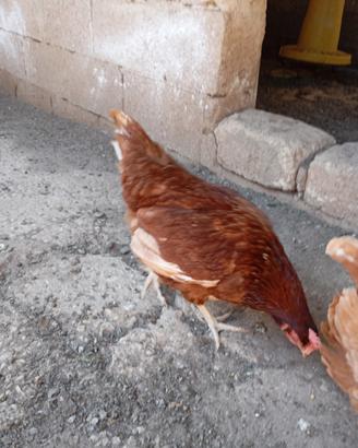 Galline