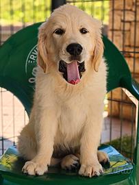 Cucciola di Golden Retriever in linea Inglese