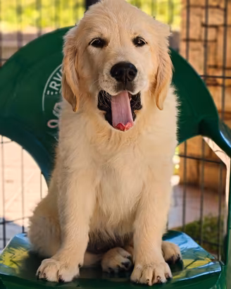 Cucciola di Golden Retriever in linea Inglese
