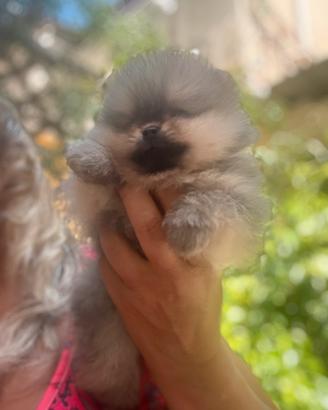 Spitz tedesco nano Pomeranian