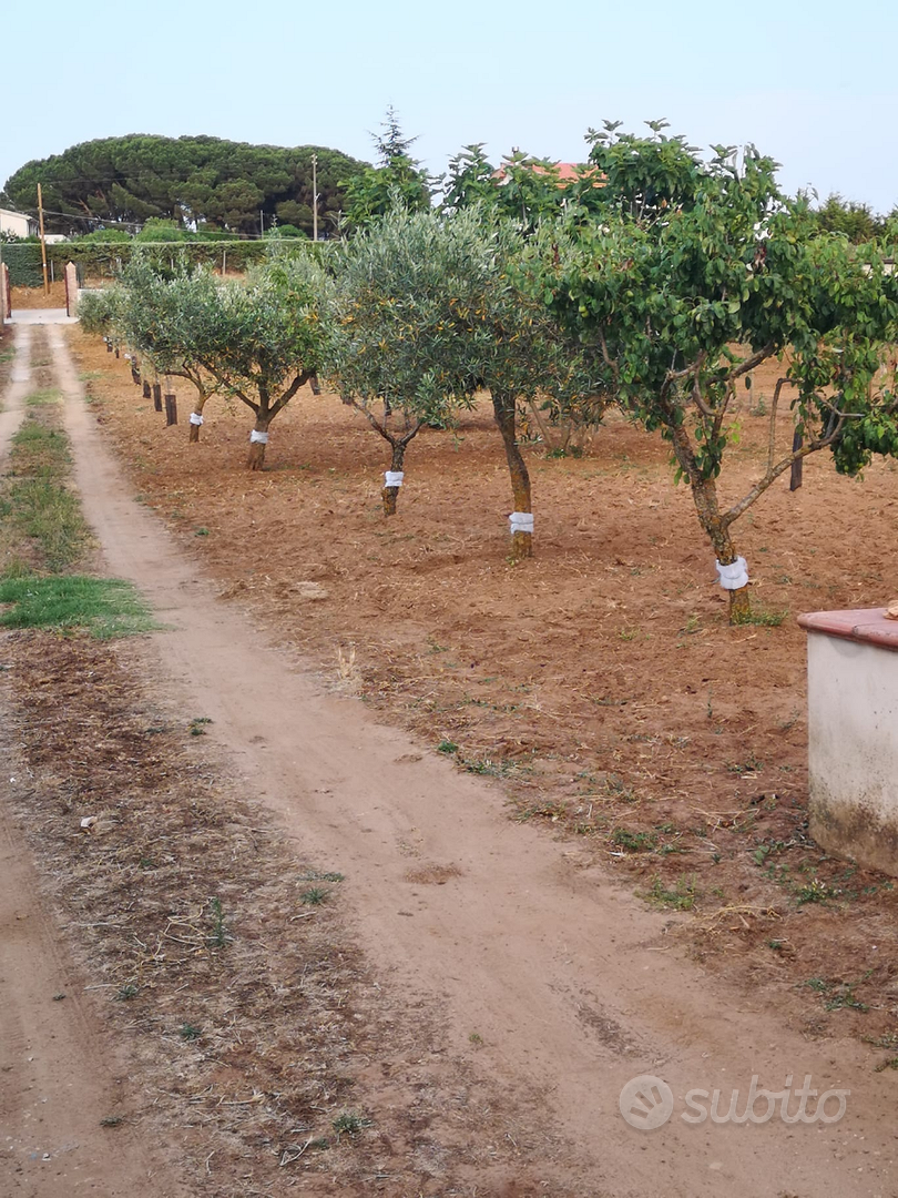 Casa con terreno - More
