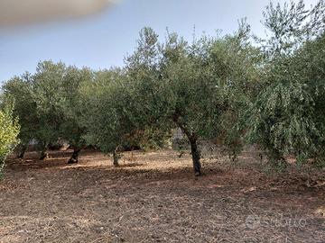 alberi di ulivo circa 40 anni