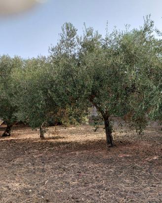 alberi di ulivo circa 40 anni