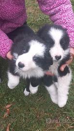 Cuccioli di border collie