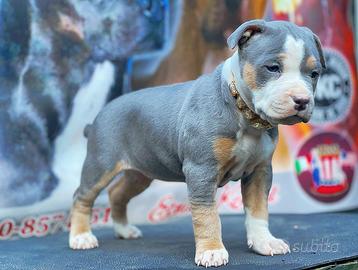 American pitbull terrier ukc