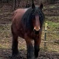 Cavalle da tiro Brabant