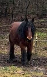 Cavalle da tiro Brabant