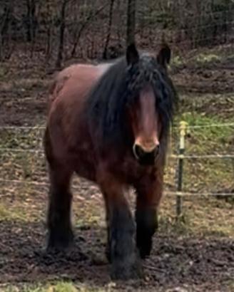 Cavalle da tiro Brabant