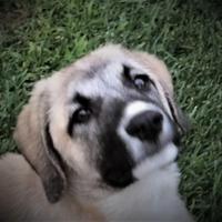 Cucciolo simil Kangal