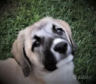 Cucciolo simil Kangal