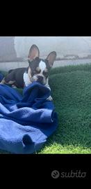 Cucciolo di bulldog francese husky