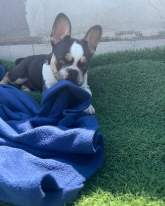 Cucciolo di bulldog francese husky