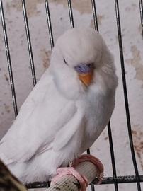 Cocorite