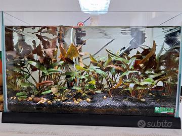 acquario con pesci e piante 