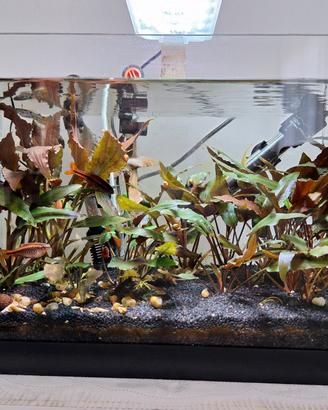 acquario con pesci e piante 