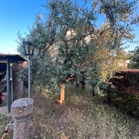 Olivi