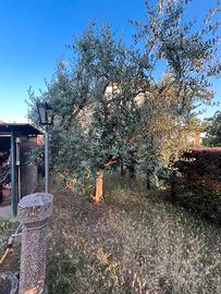 Olivi