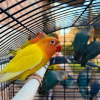 Fischer novelli 2025