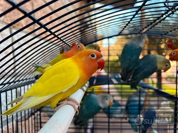 Fischer novelli 2025