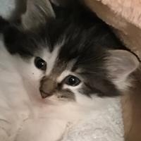 Norvegese delle foreste