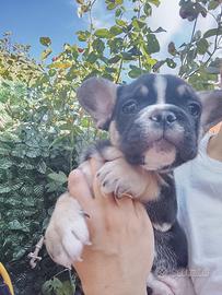 Bulldog francese